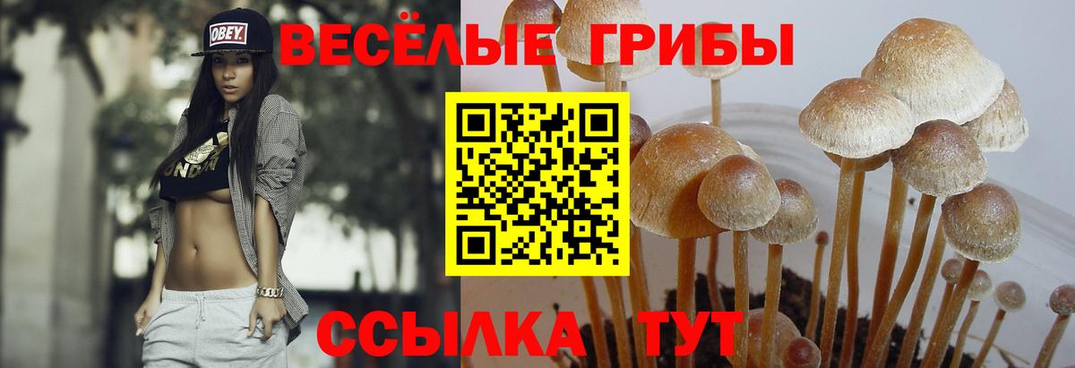 Псилоцибиновые грибы мицелий  Вход с VPN  Кизляр 